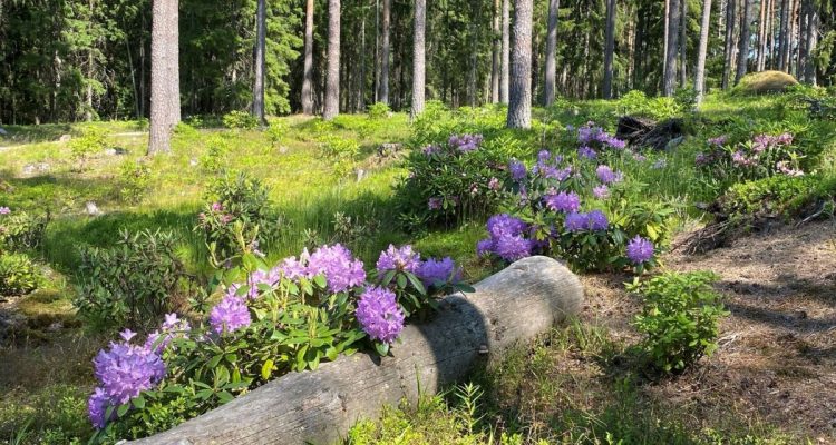 Ilola Arboretum and Rhododendron Park