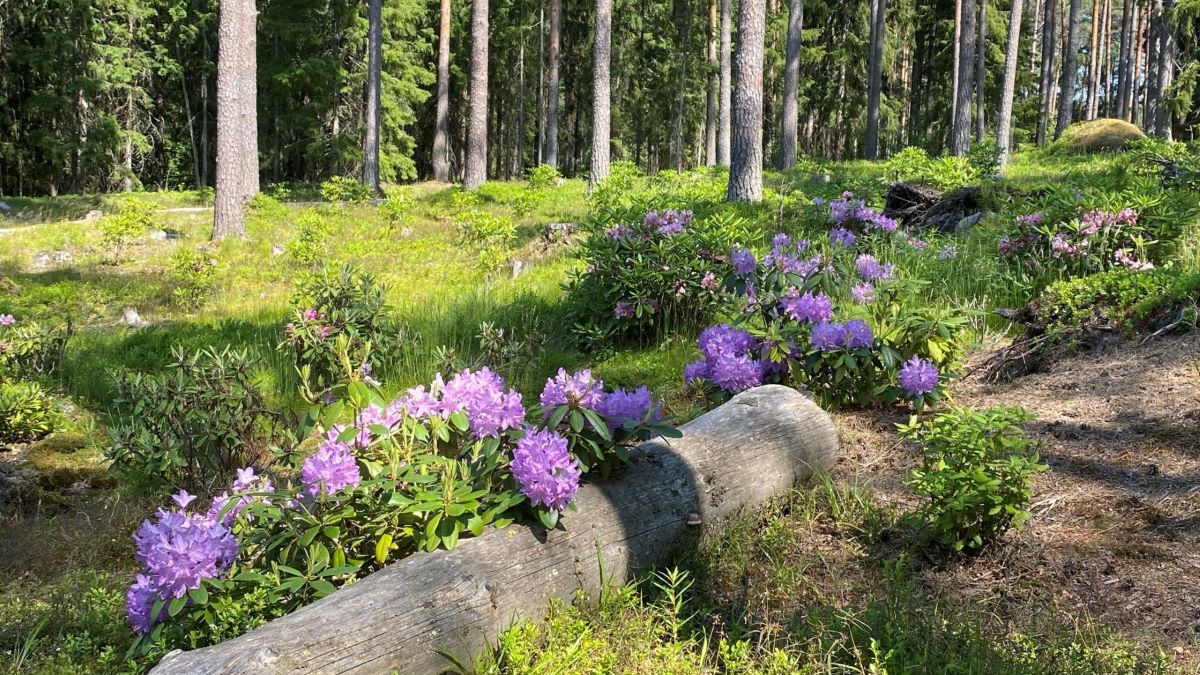 Ilola Arboretum and Rhododendron Park