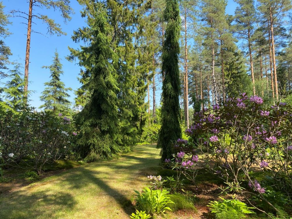 Ilola Arboretum