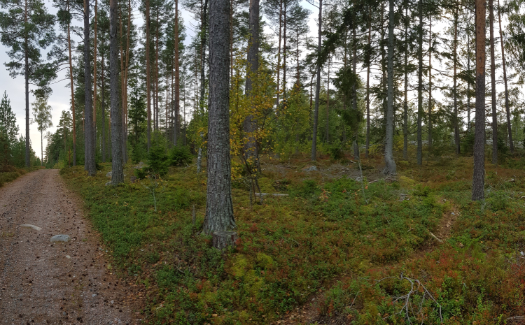 Gravel road by the Kasnäs ancient shoreline. Hiekkatie Kasnäsin muinaisrannan pirunpellon vieressä. 