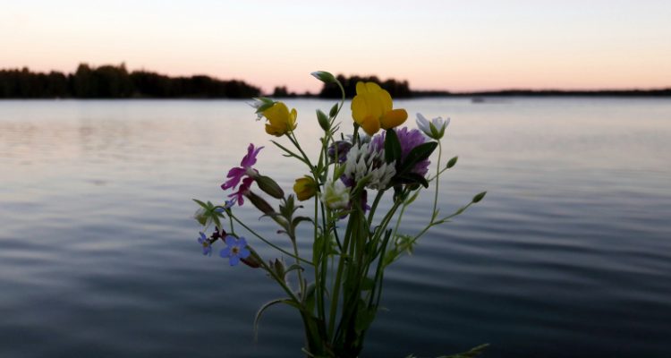 Juhannustaika kukat. Midsummer magic flowers