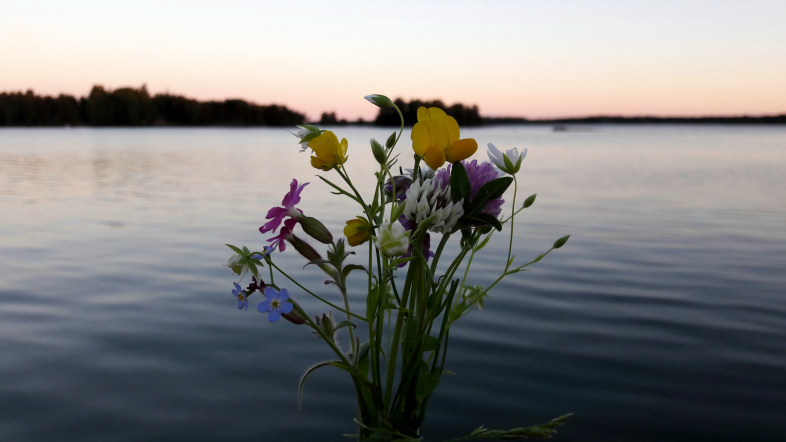 Juhannustaika kukat. Midsummer magic flowers