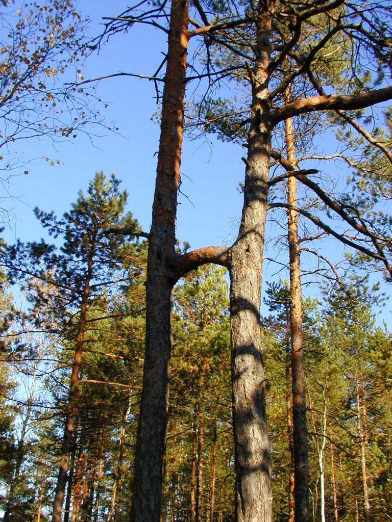 Paimio Hiking Trail - The Two-Trunk Pine