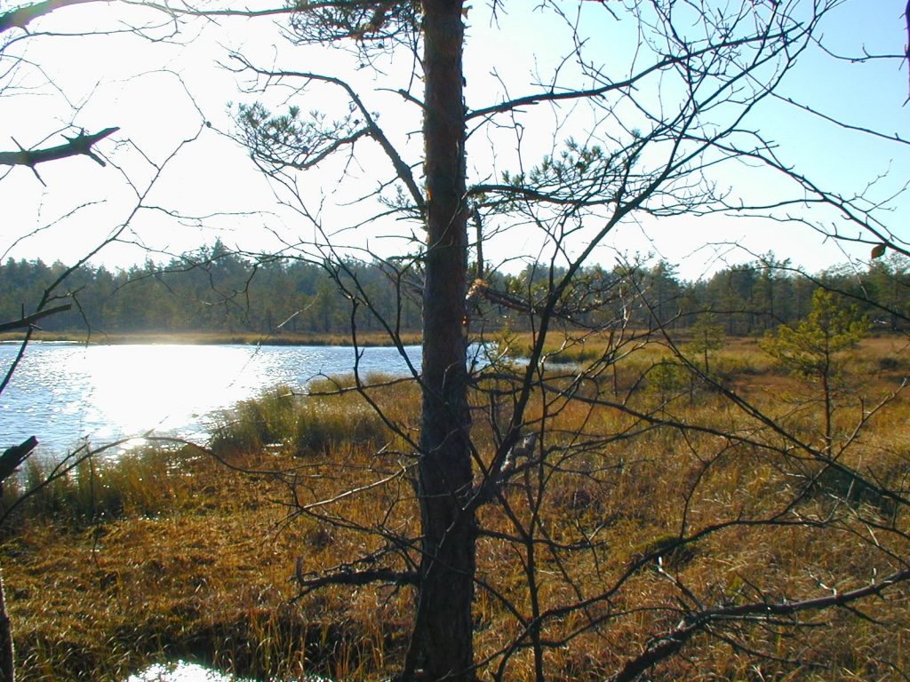 Paimio Hiking Trail - The swamp