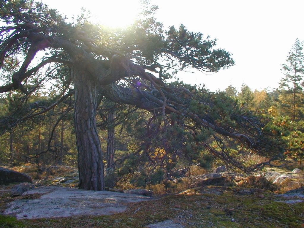 Paimio Hiking Trail - The pine