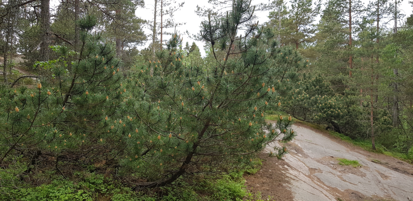 Dwarf mountain pines at Haltiavuori. Vuorimänty Haltiavuorella.