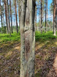 Pyhäkangas pruned tree