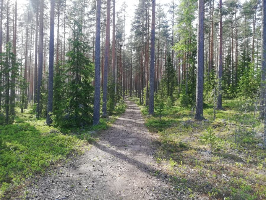 Pyhäkankaan karsikko ruumistie corpse road