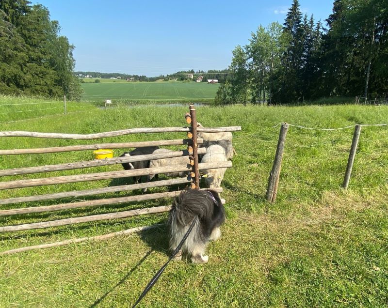 Sheep encounter