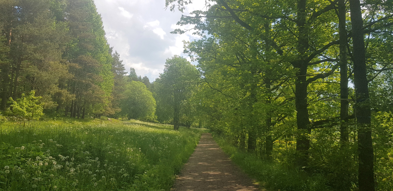 Leafy trails of Talosaari Husö in Östersundom, Helsinki. 