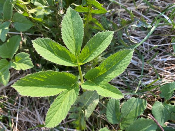 Wild herb Aegopodium podagraria