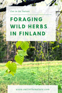 Wild herbs in Finland