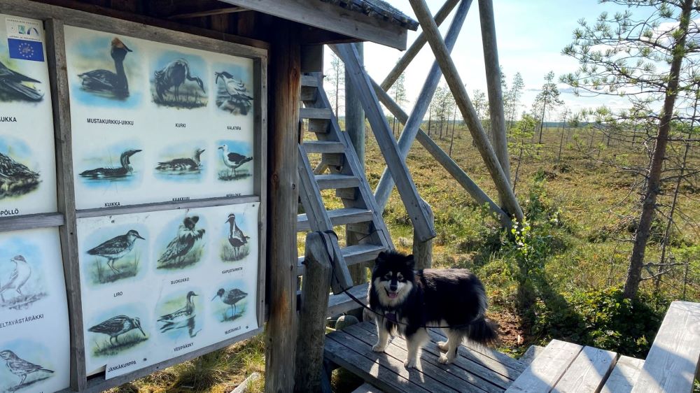 Birdwatching tower