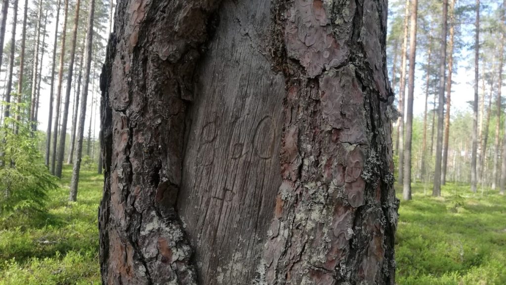 Pyhäkangas pruned forest is one of the strangest nature sights in Finland