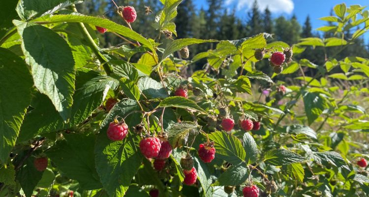 Wild raspberries