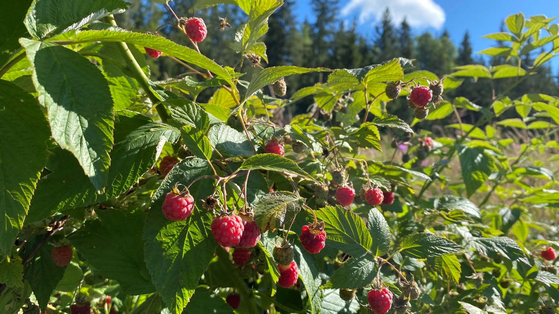 Wild raspberries