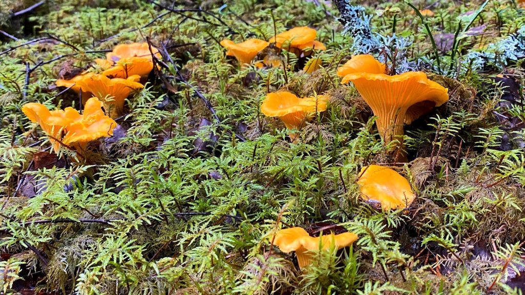 The most common mushrooms in Finland