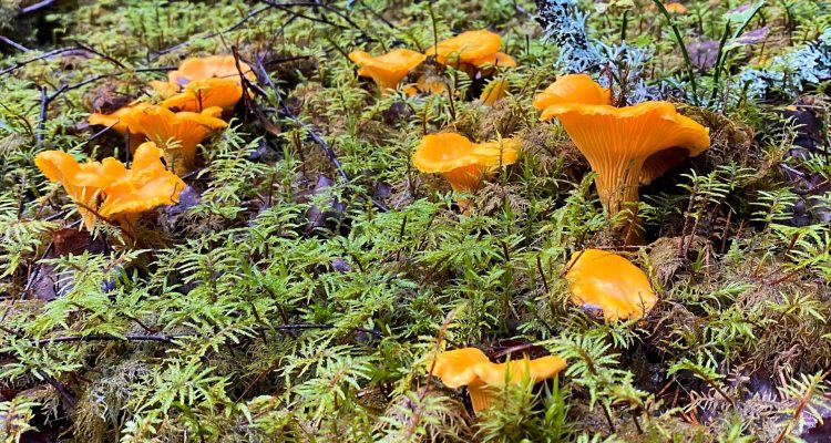 The most common mushrooms in Finland