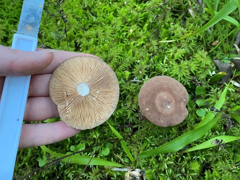 Pap milkcap - how to identify milkcaps in Finland