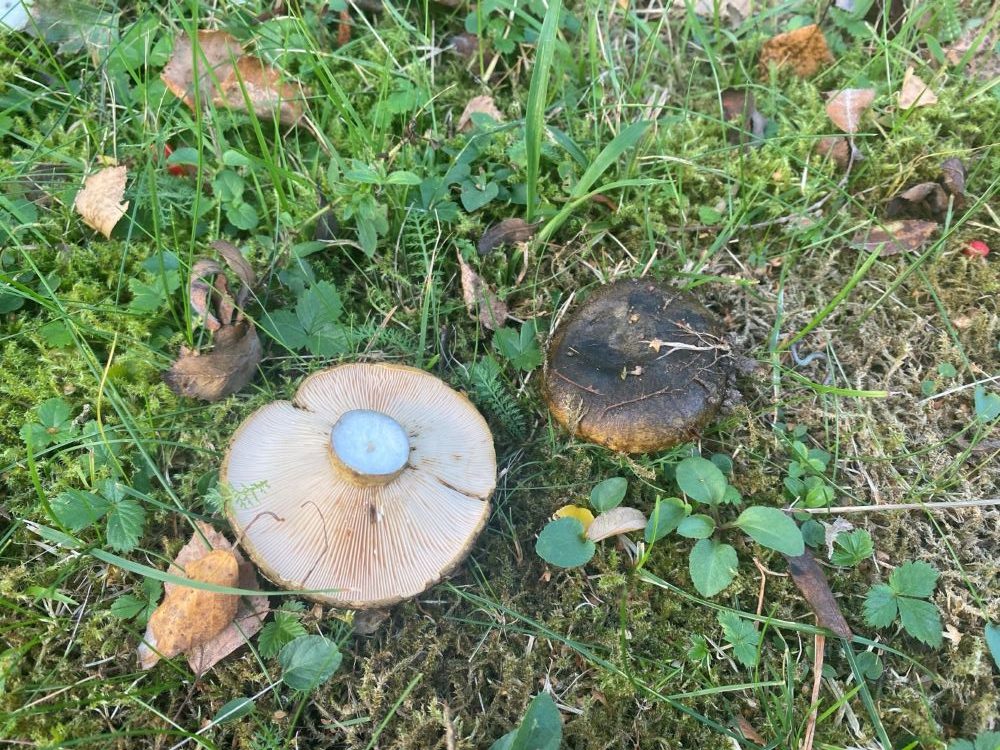 Ugly milkcap - how to identify milkcaps in Finland