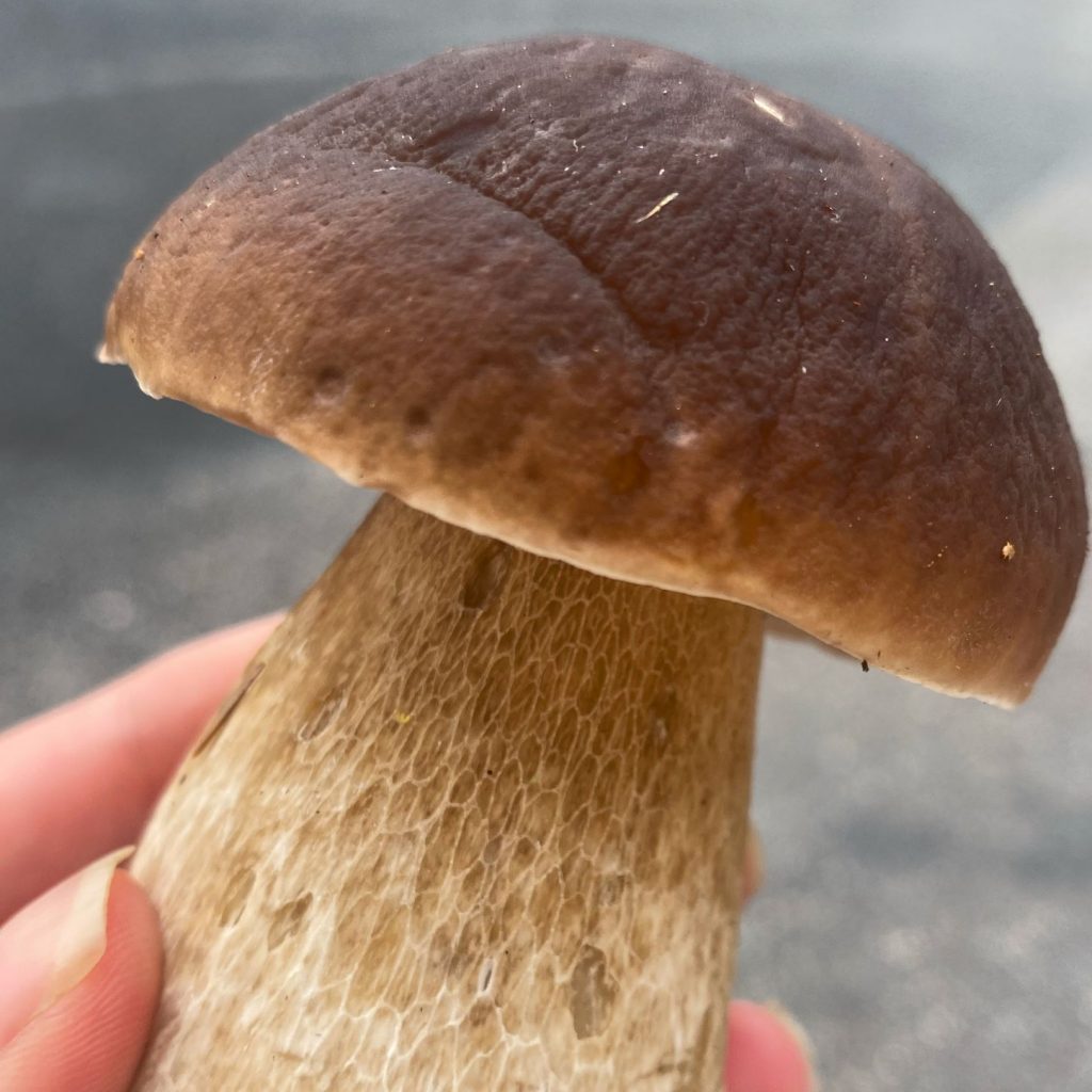 Edible boletes in Finland