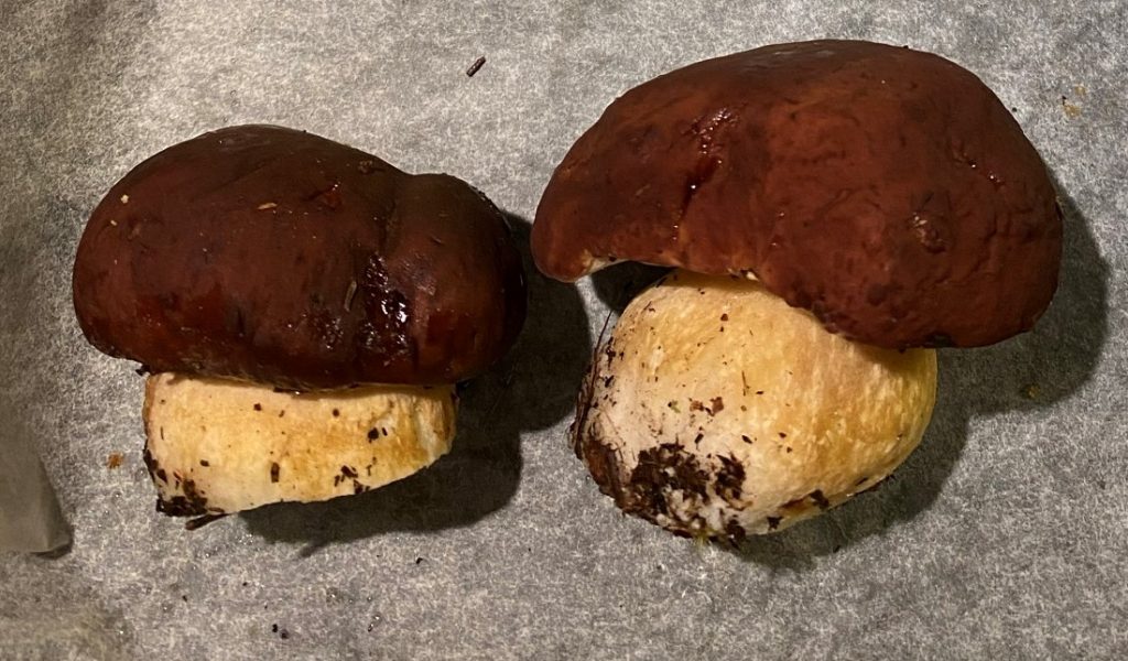 Pine boletes