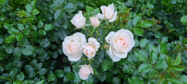 White and pink roses at Helsinki Winter and Rose Garden