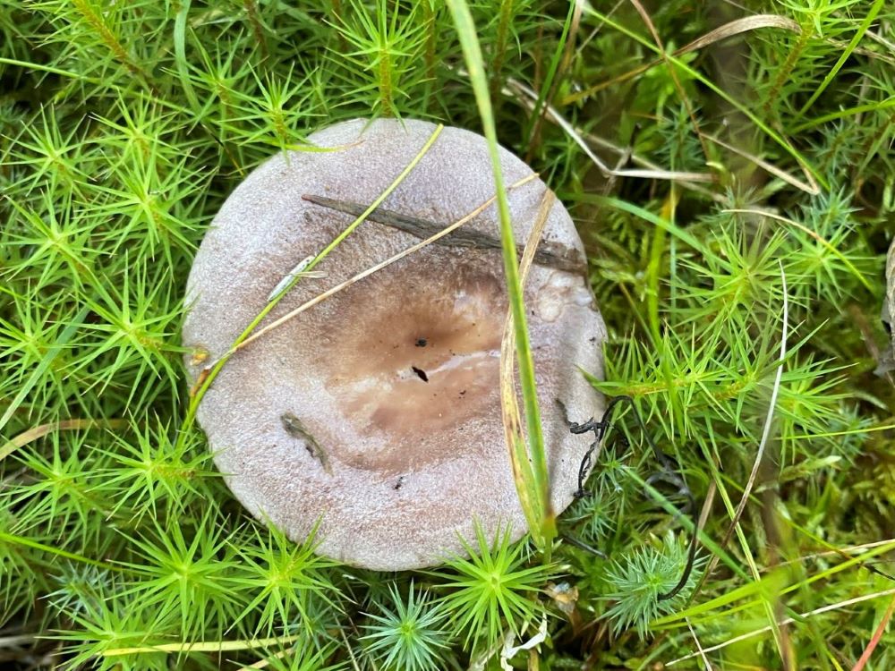 Northern milkcap