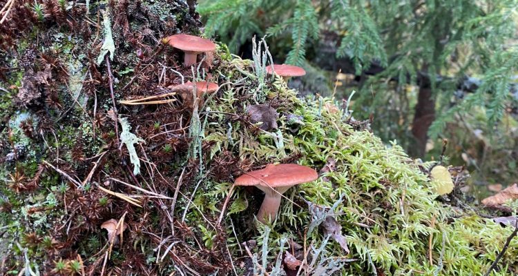 How to identify different milkcaps in Finland