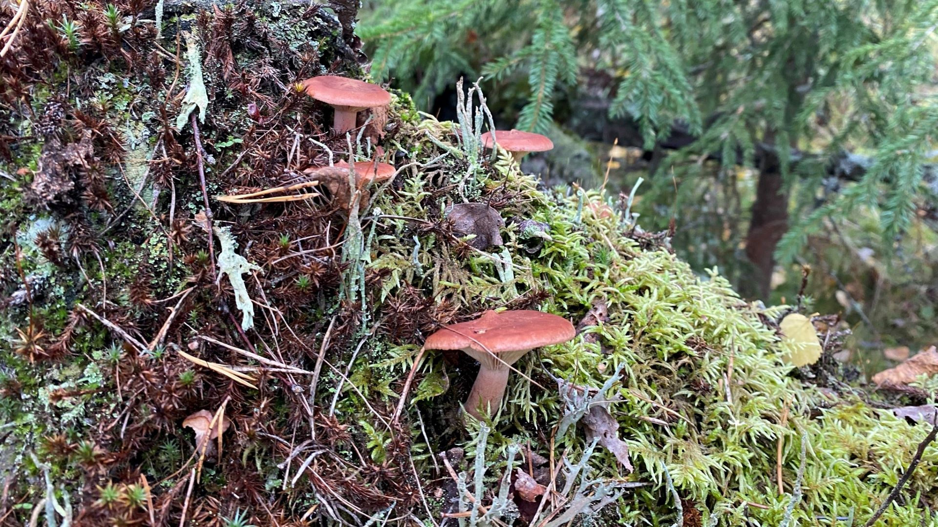 How to identify different milkcaps in Finland