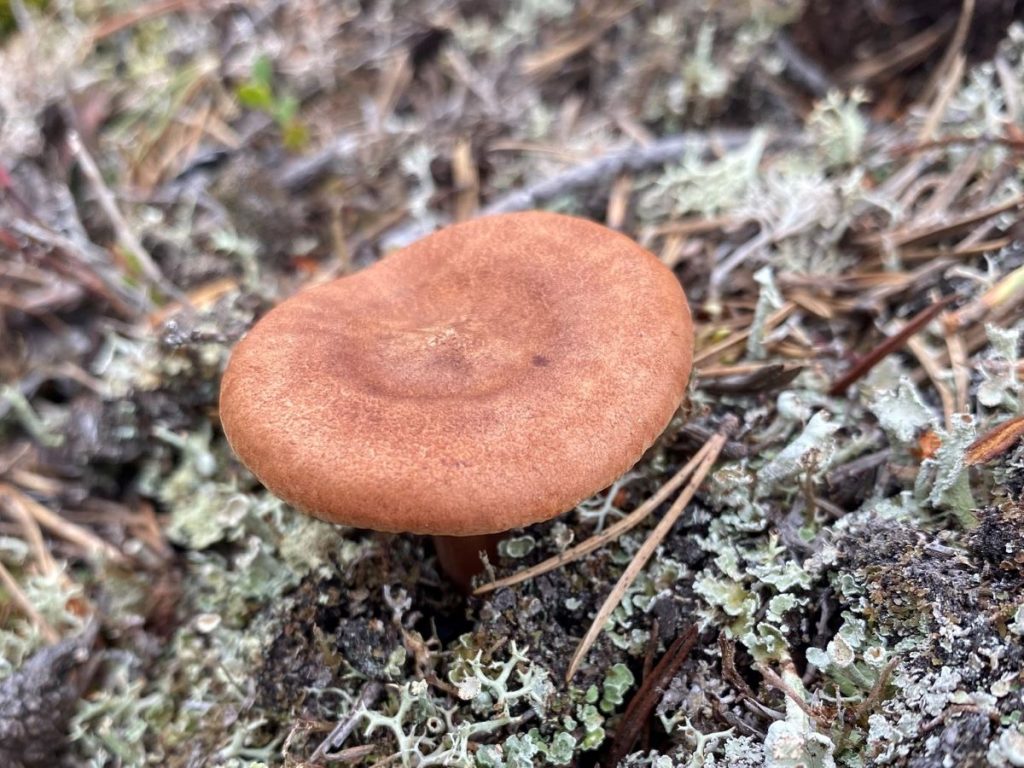 Rufous milkcap