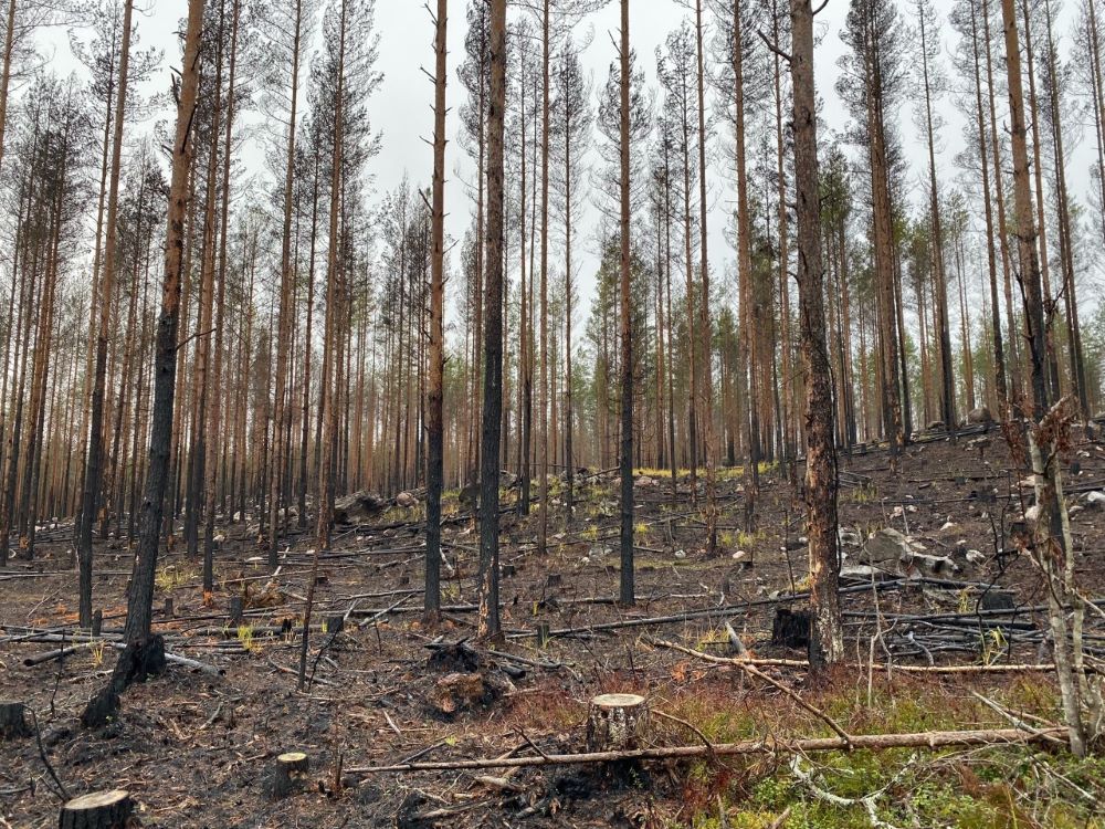 Burned forest at Liesjärvi National Park