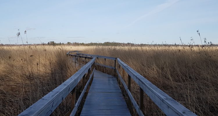 Laajalahti Villa Elfvik duckboards pitkospuut Espoo