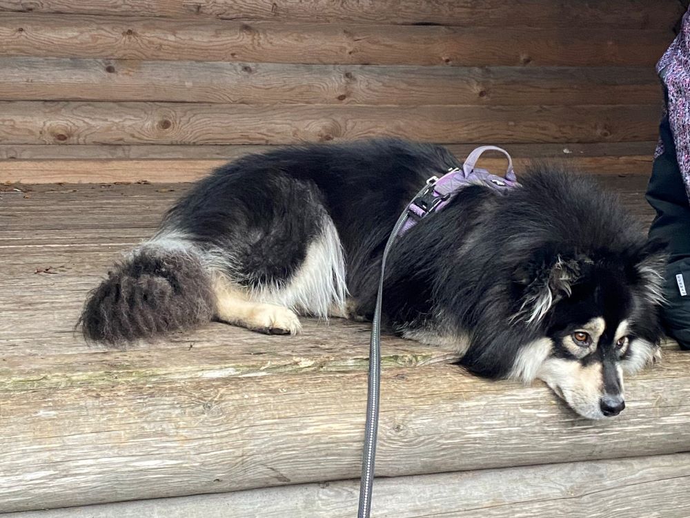 Nalle at the lean-to shelter