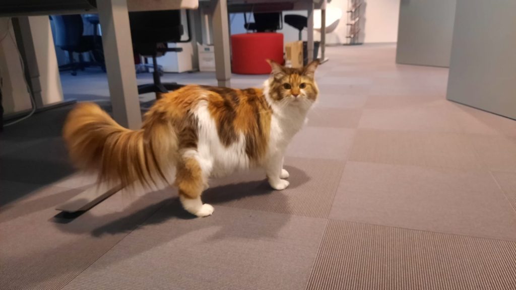 Office cat Pebbles