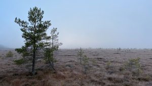 Piippurinsuo at Torronsuo National Park