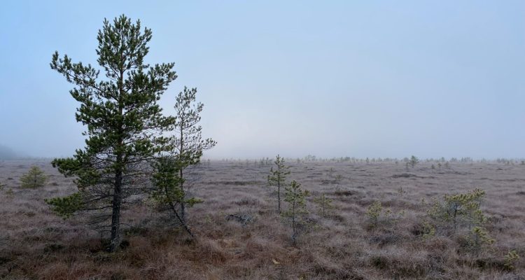 Piippurinsuo at Torronsuo National Park