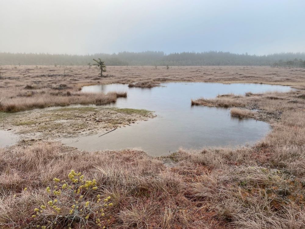 Piippurinsuo bog