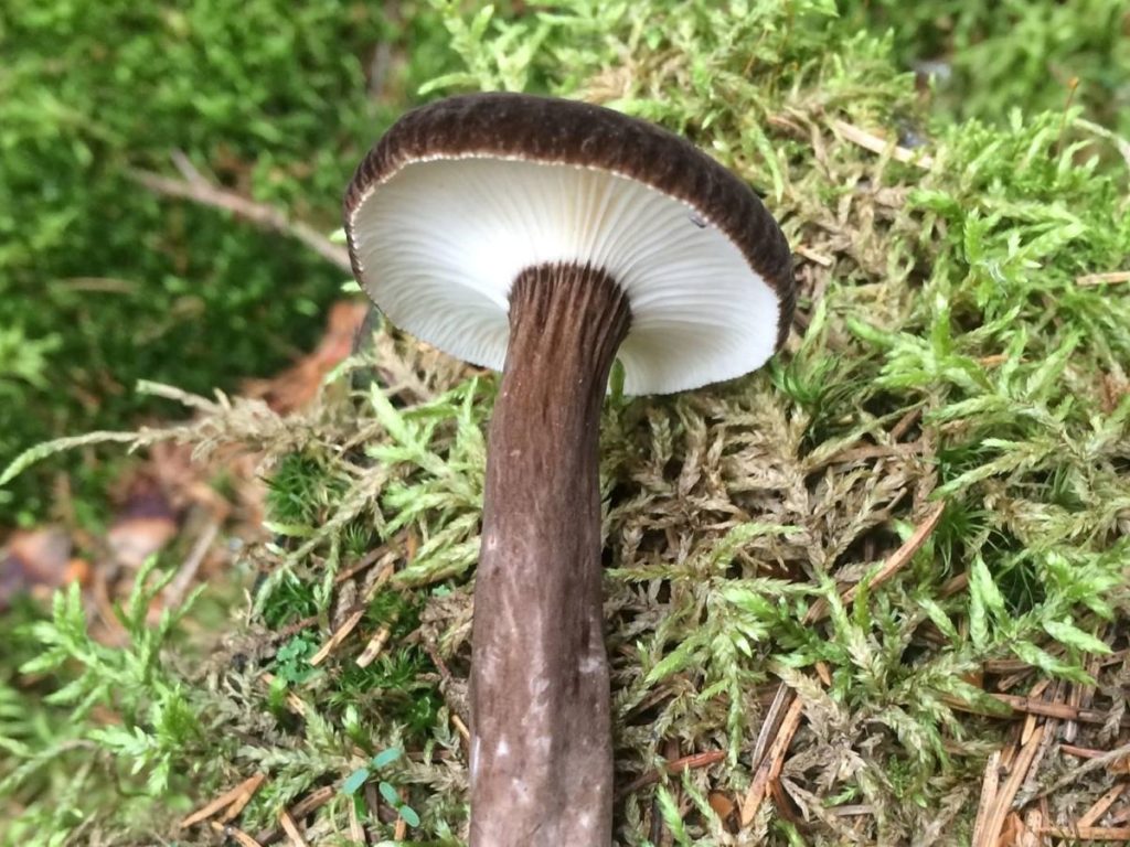 Velvet milkcap