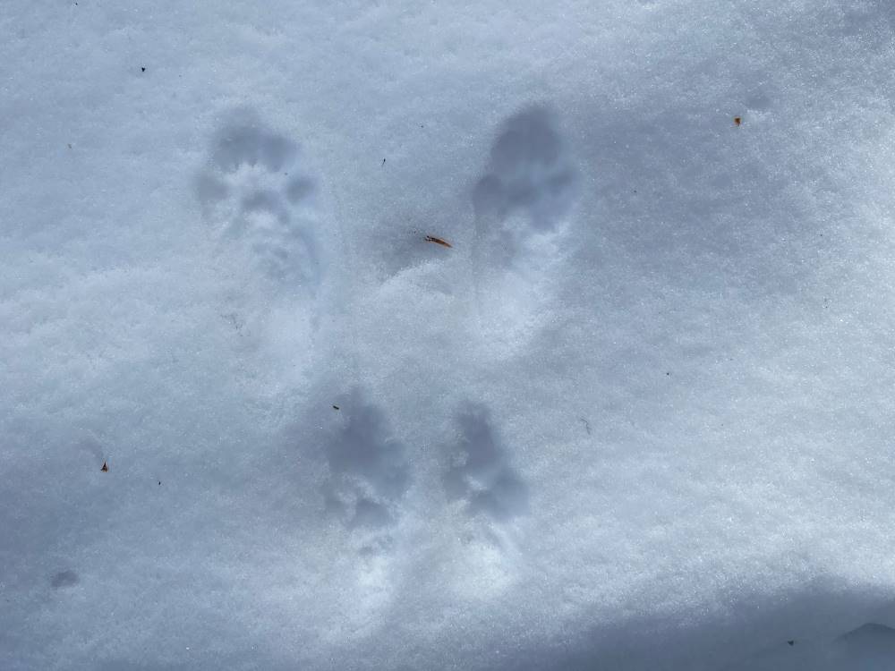 Animal tracks in the snow - Question 1