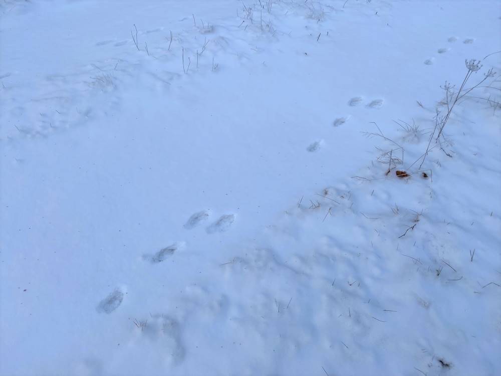 Animal tracks in the snow - Question 10