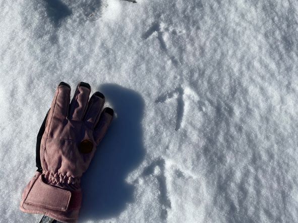 Animal tracks in the snow - Question 3