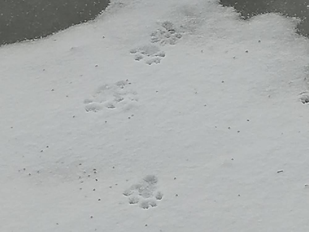 Animal tracks in the snow - Question 5