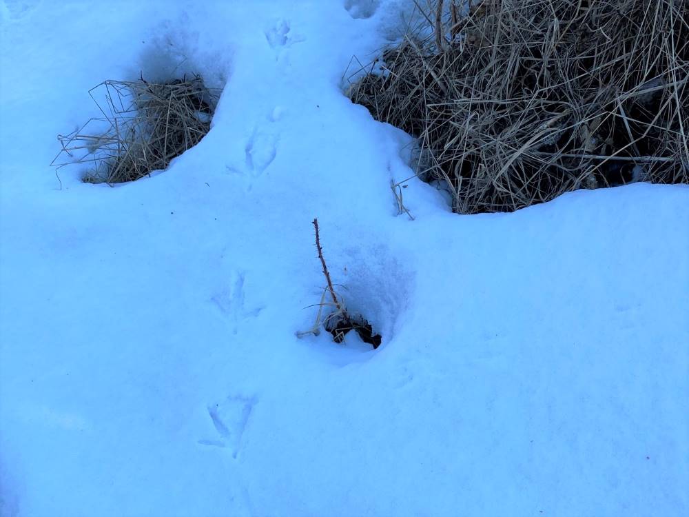 Animal tracks in the snow - Question 6