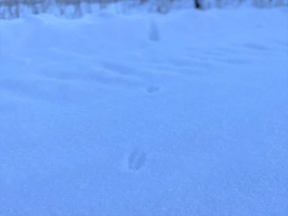 Animal tracks in the snow - Question 7