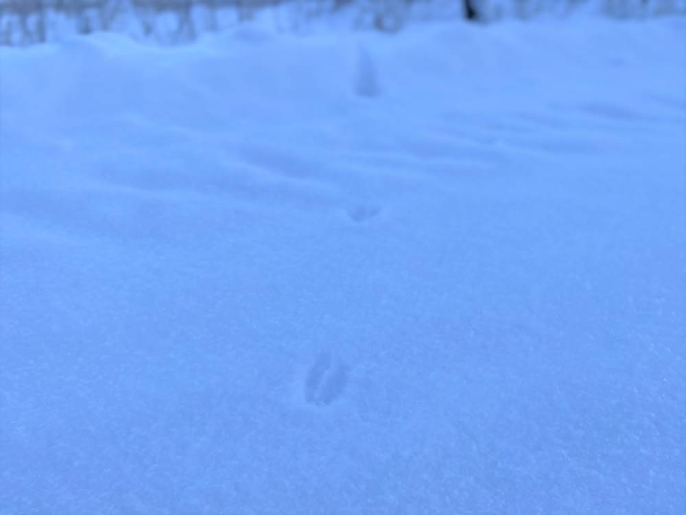 Animal tracks in the snow - Question 7