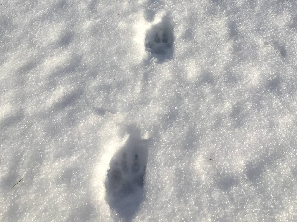 Animal tracks in the snow - Question 8