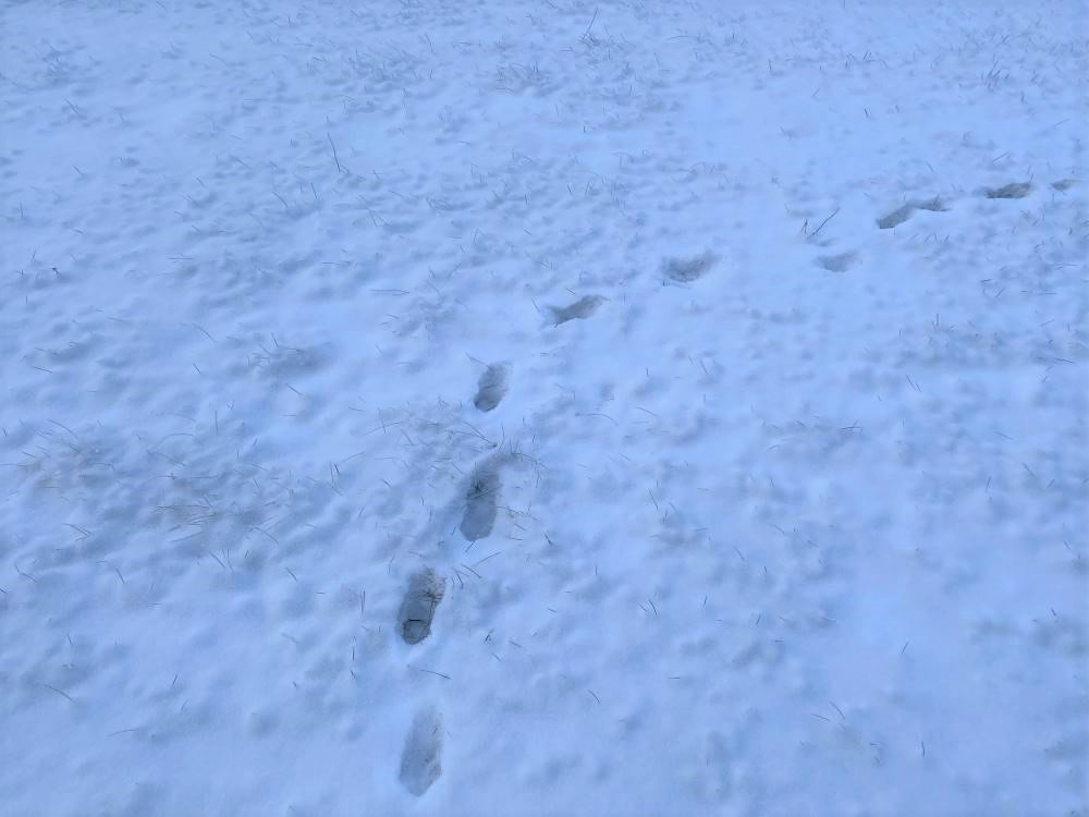 Animal tracks in the snow - Question 9