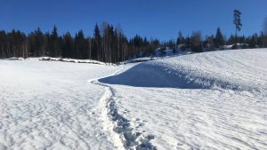 Animal tracks in the snow