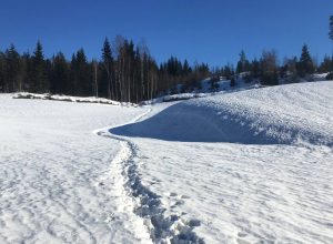 Animal tracks in the snow